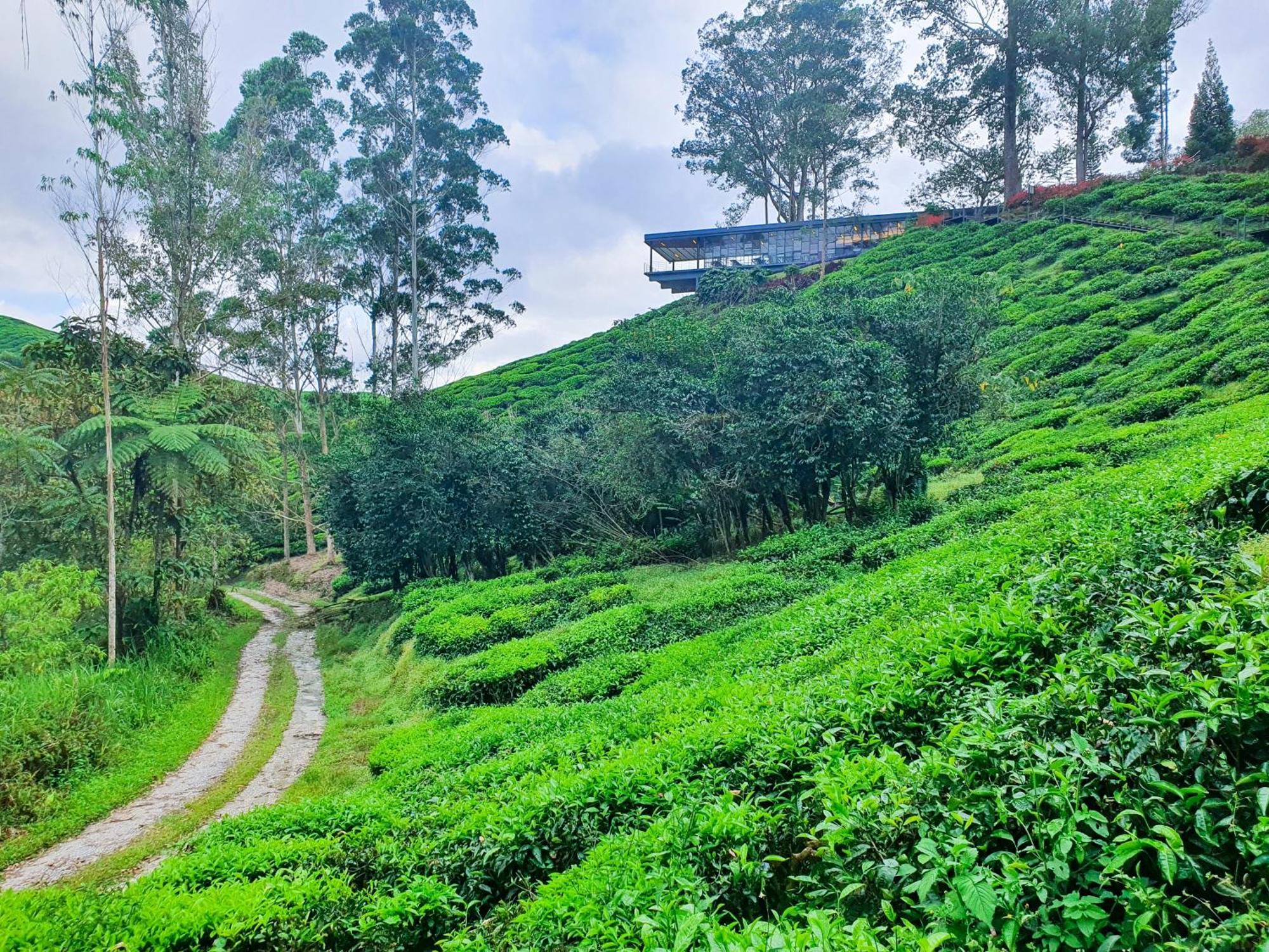 Mossy Forest Family Retreat Ii, 2-8 Pax, Cameron Highlands Exteriér fotografie